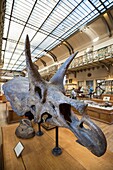 France, Paris, Jardin des Plantes, National Museum of Natural History, Galleries of Paleontology and Comparative Anatomy, head of Triceratops horridus