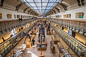 France, Paris, Jardin des Plantes, National Museum of Natural History, Galleries of Paleontology and Comparative Anatomy, fossilized skeletons of Diplodocus carnegii and Allosaurus fragilis