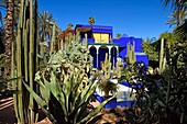 Morocco, High Atlas, Marrakech, Imperial city, Gueliz district, Majorelle Garden founded in 1931 by the French painter Jacques Majorelle in 1980 and bought by Yves Saint Laurent and Pierre Berge