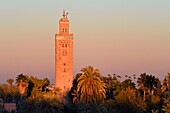 Marokko, Hoher Atlas, Marrakesch, die von der UNESCO zum Weltkulturerbe erklärte Kaiserstadt Medina, die Koutoubia-Moschee und ihr Minarett bei Sonnenuntergang