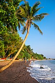 Sri Lanka, Südprovinz, Mirissa, Strand von Mirissa