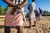 Sri Lanka, Southern province, Talalla beach, selling fishes of the day