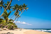 Sri Lanka, Südprovinz, Tangalle, Marakolliya-Strand