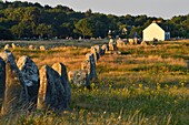 Frankreich, Morbihan, Carnac, megalithische Stätte von Menec