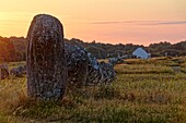 France, Morbihan, Carnac, megalithic site of Menec