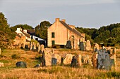 France, Morbihan, Carnac, megalithic site of Menec