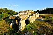 France, Morbihan, Carnac, row of megalithic standing stones at Kermario