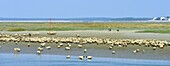 France, Somme, Baie de Somme, Saint Valery sur Somme, mouth of the Somme Bay at low tide, shepherd and sheep salt meadows (Ovis aries)