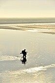 France, Somme, Baie de Somme, Saint Valery sur Somme, mouth of the Somme Bay at low tide