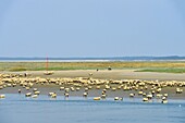 France, Somme, Baie de Somme, Saint Valery sur Somme, mouth of the Somme Bay at low tide, shepherd and sheep salt meadows (Ovis aries)