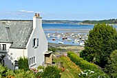 Frankreich, Finistere, Locquirec, Hafen bei Ebbe