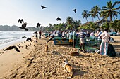 Sri Lanka, Ostprovinz, Pottuvil, Arugam Bucht, zurück vom Fischen