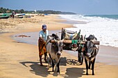 Sri Lanka, Eastern province, Pottuvil, Arugam bay, transport of fish by zebu cart on Pottuvil beach