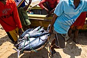 Sri Lanka, Eastern province, Pottuvil, Arugam bay, back from fishing on Pottuvil beach