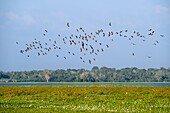 Sri Lanka, Eastern province, Lahugala Kitulana National Park, important habitat for Sri Lankan elephant and endemic birds