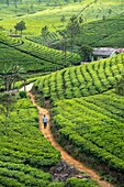 Sri Lanka, Uva-Provinz, Haputale, das Dorf ist von den Teeplantagen der 1890 von Thomas Lipton gegründeten Dambatenne-Gruppe umgeben