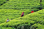 Sri Lanka, Uva-Provinz, Haputale, das Dorf ist von den Teeplantagen der 1890 von Thomas Lipton gegründeten Dambatenne-Gruppe umgeben, Teepflückerinnen