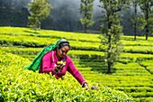 Sri Lanka, Uva province, Haputale, the village is surrounded by the tea plantations of Dambatenne group founded by Thomas Lipton in 1890, tea pickers
