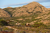 France, Haute Corse, Nebbio, Agriates desert, Anse de Peraiola, riders to the east of Ostriconi beach