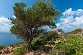 Frankreich, Corse du Sud, Golf von Porto, von der UNESCO zum Weltkulturerbe erklärt, Capo Rosso und der genuesische Turm von Turghiu (Turghio) im Hintergrund