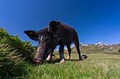 Frankreich, Corse du Sud, Serra-di-Scopamène, Familie der korsischen Schweine oder Porcu nustrale, die ausschließlich auf Korsika im Freien gezüchtet werden, im halbwilden Zustand auf den Pozzines der Hochebene von Cuscionu