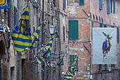 Italy, Tuscany, Siena, historical center listed as World Heritage by UNESCO, banners of the Tortuca (Turtoise) condrade hanged on facades in the historical center