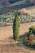 Italien, Toskana, Val d'Orcia von der UNESCO zum Weltkulturerbe erklärt, Castelnuovo dell Abate, Montalcino, Landschaft um die Zisterzienserabtei San'tAntimo