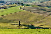 Italien, Toskana, Val d'Orcia, von der UNESCO zum Weltkulturerbe erklärt, Landschaft um Pienza
