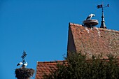 Frankreich, Haut Rhin, Eguisheim, mit der Aufschrift Les Plus Beaux Villages de France (Die schönsten Dörfer Frankreichs), Storch im Nest