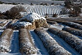 Frankreich, Drome, Ferrassieres, Lavendelfelder unter dem Schnee