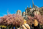 Frankreich, Paris, UNESCO-Welterbe, Ile de la Cité, Kathedrale Notre-Dame mit Kirschblüten im Frühling, wenige Stunden vor dem schrecklichen Brand, der das gesamte Bauwerk verwüstete