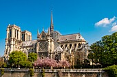 France, Paris, area listed as World Heritage by UNESCO, Ile de la Cité, Notre-Dame cathedral and cherry blossoms in spring