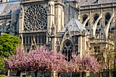 Frankreich, Paris, UNESCO-Welterbe, Ile de la Cité, Kathedrale Notre-Dame und Kirschblüten im Frühling