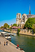 France, Paris, area listed as World Heritage by UNESCO, Ile de la Cité, Notre-Dame cathedral and cherry blossoms in spring