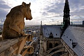 France, Paris, area listed as World Heritage by UNESCO, ile de la Cite, Notre-Dame Cathedral, the chimeras observe the city, the standing bull