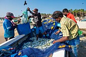 Sri Lanka, Northern province, Mannar island, Thalvupadu village, fishermen on Keeri plage