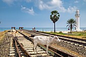 Sri Lanka, Northern province, Mannar island, Thalaimannar village, terminus of the railway line