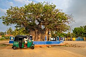 Sri Lanka, Northern province, Mannar island, Mannar city, the old baobab of 19 m in circumference would be 700 years old