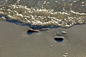 France, Var, Bormes les Mimosas, Bregancon Beach, Cabasson Bay