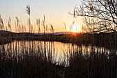 Frankreich, Var, Frejus, Kreis Saint Aygulf, Conservatoire du Littoral, Naturschutzgebiet, Feuchtgebiet der Etangs de Villepey, Schilf