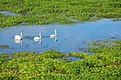 Frankreich, Vaucluse, Avignon, Insel La Barthelasse, Bucht von Islon, Schwäne