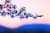 France, Vaucluse, Luberon Regional Natural Park, Lourmarin, Most Beautiful Villages of France, almond blossom