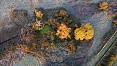 France, Vaucluse, Luberon Regional Nature Park, Cucuron (aerial view)