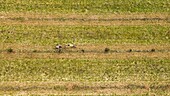 France, Vaucluse, Luberon Regional Natural Park, Lourmarin, truffle oaks, tiller (aerial view)