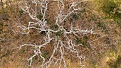 France, Vaucluse, Luberon Regional Natural Park, Lourmarin, white oak (aerial view)