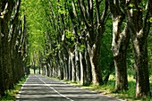 France, Alpes de Haute Provence, Luberon Regional Natural Park, Cereste, road D4100