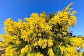 Frankreich, Alpes Maritimes, Pegomas, Vallon de l'Estreille, La Colline des Mimosas Familie Reynaud