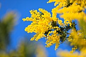 Frankreich, Alpes Maritimes, Pegomas, Vallon de l'Estreille, La Colline des Mimosas Familie Reynaud