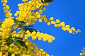 Frankreich, Alpes Maritimes, Pegomas, Vallon de l'Estreille, La Colline des Mimosas Familie Reynaud