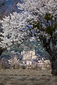 Frankreich, Alpes de Haute Provence, Saint Jurs, Lavendelfeld und blühender Mandelbaum